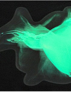 S-121865-CAD-COLOR® Glow In The Dark